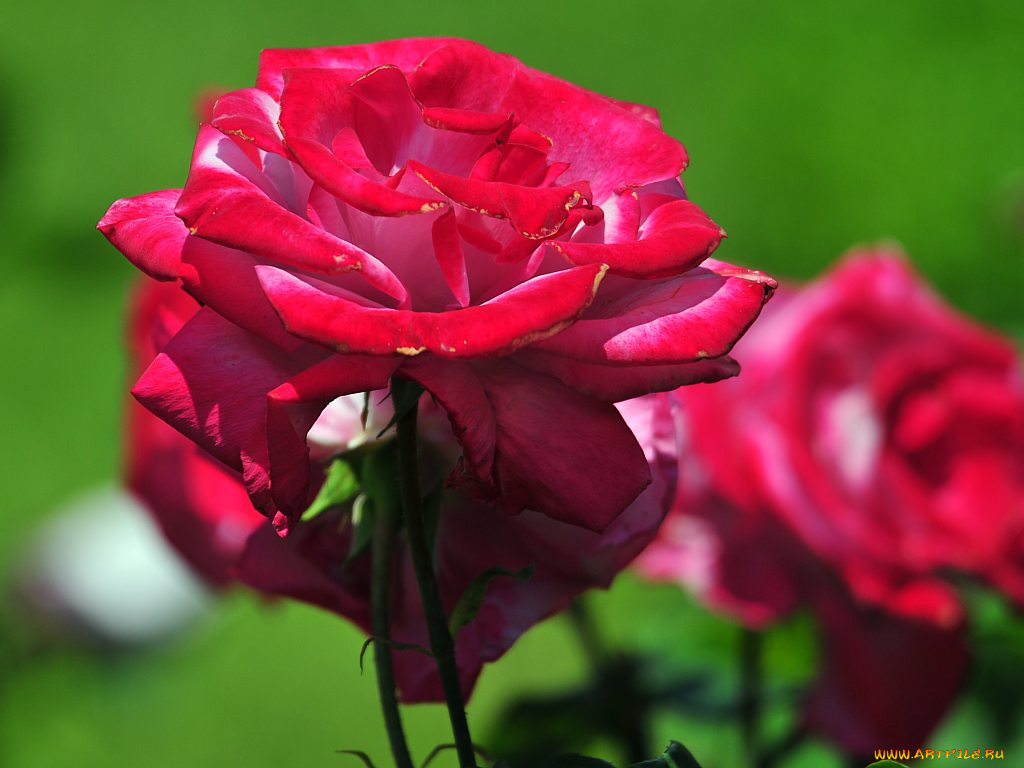 цветы, розы