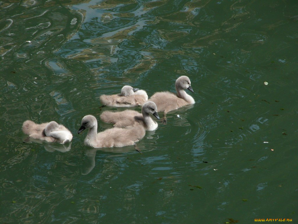 животные, лебеди