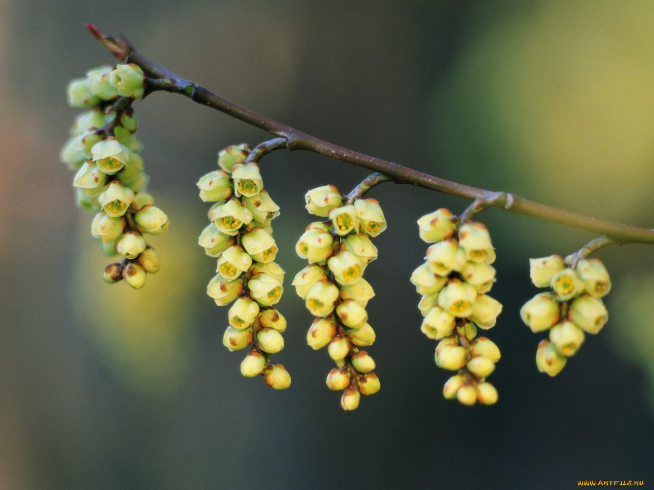 цветы, цветущие, деревья, кустарники