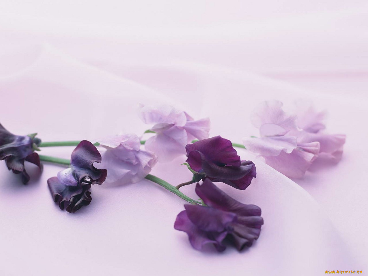 цветы, эустома