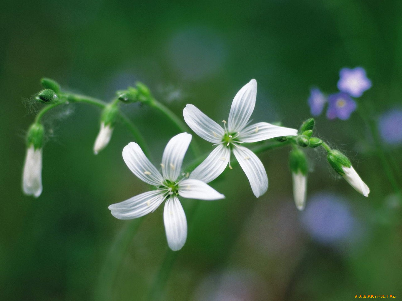 цветы, луговые, полевые