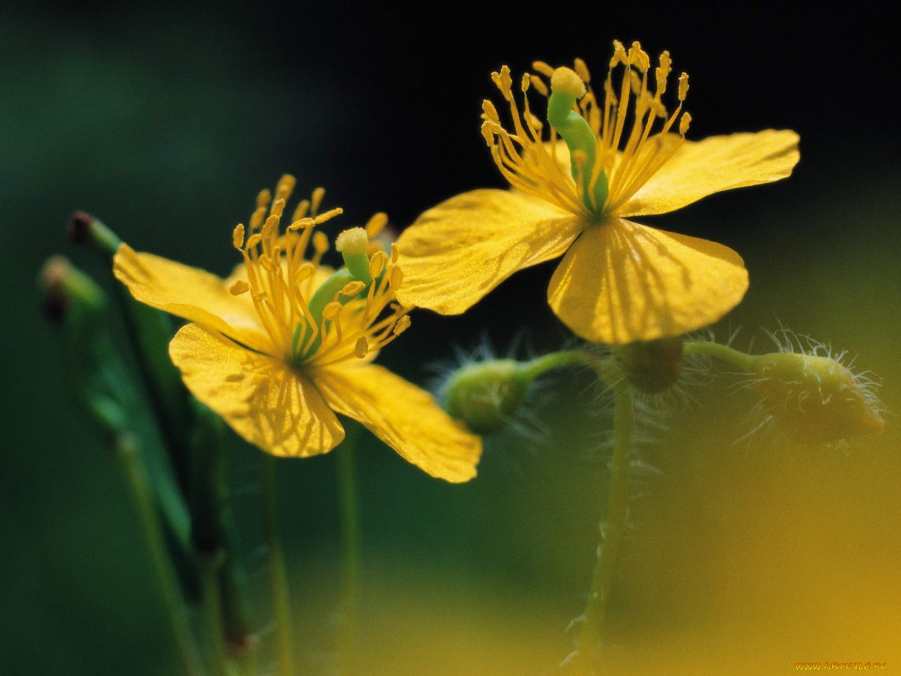 цветы, луговые, полевые