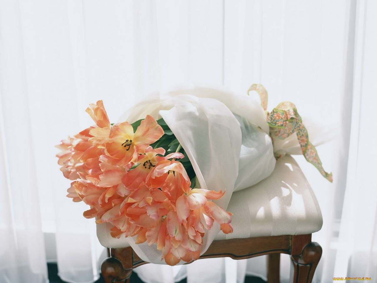 цветы, тюльпаны