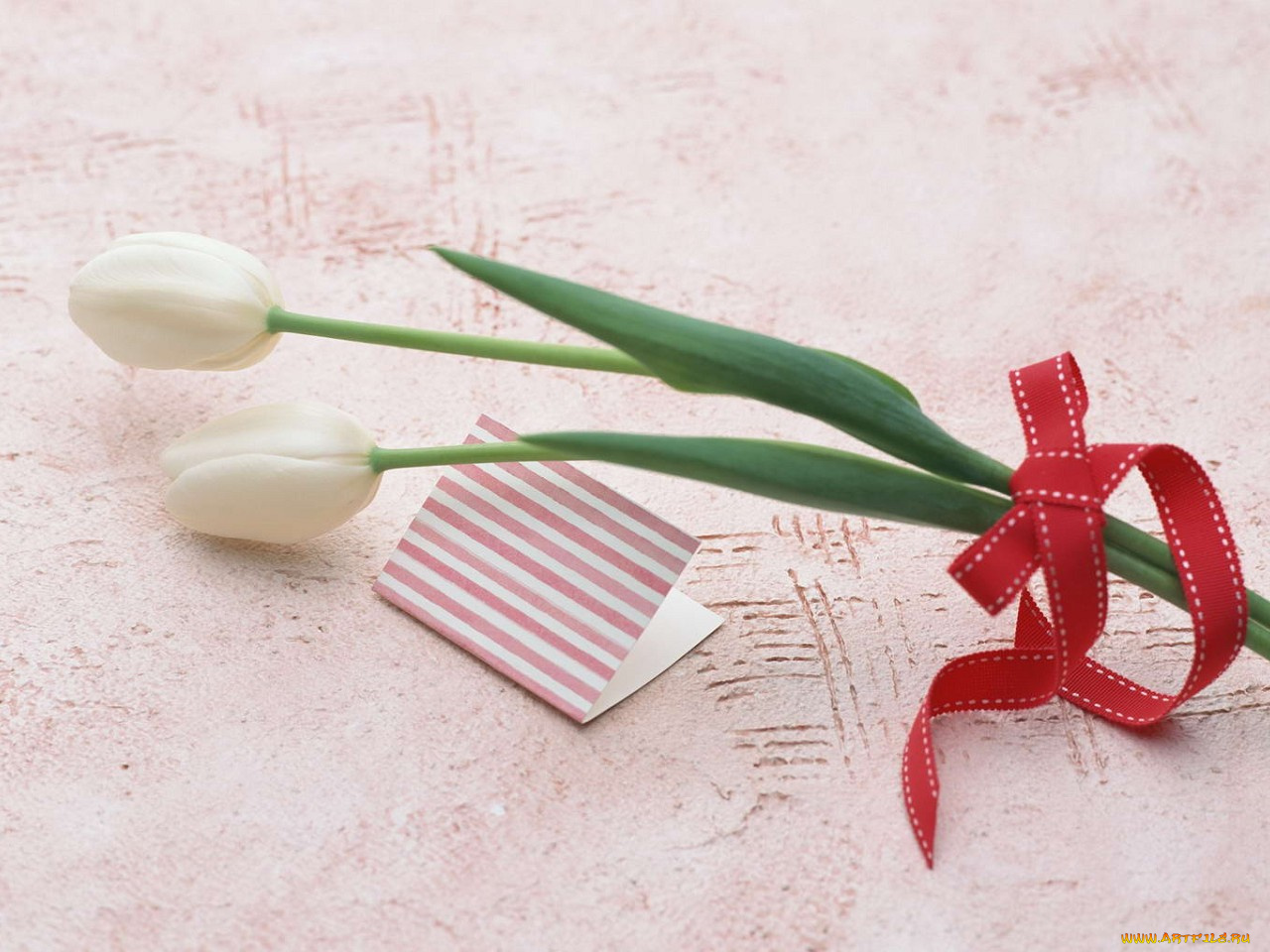 цветы, тюльпаны