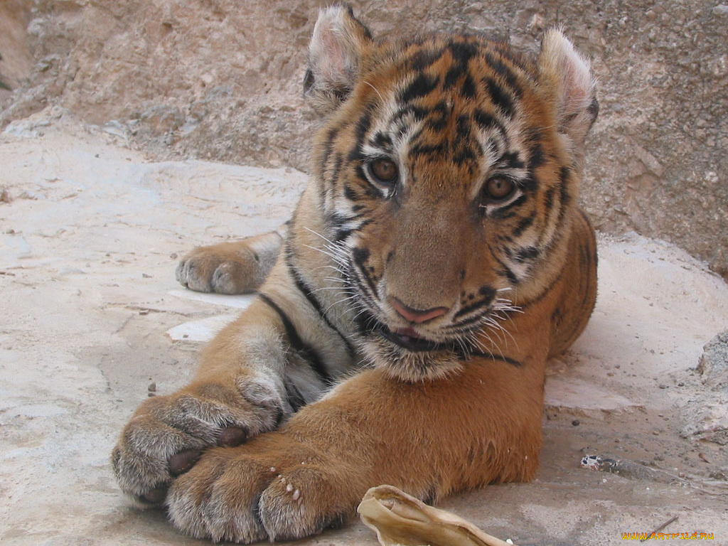 животные, тигры