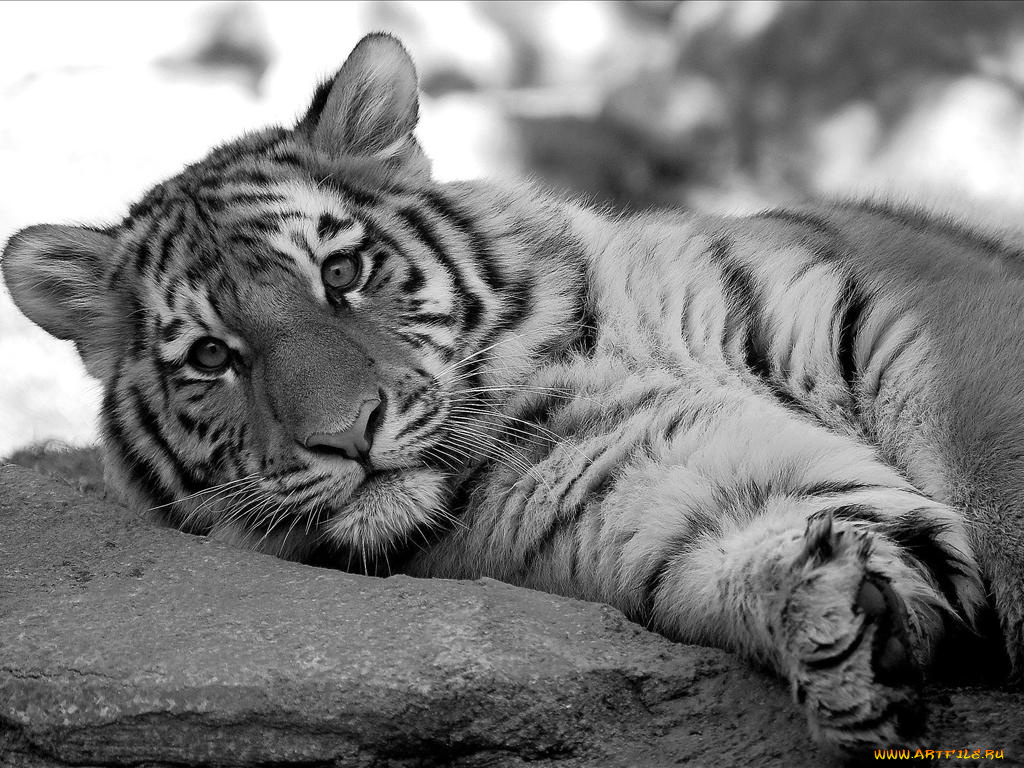 животные, тигры