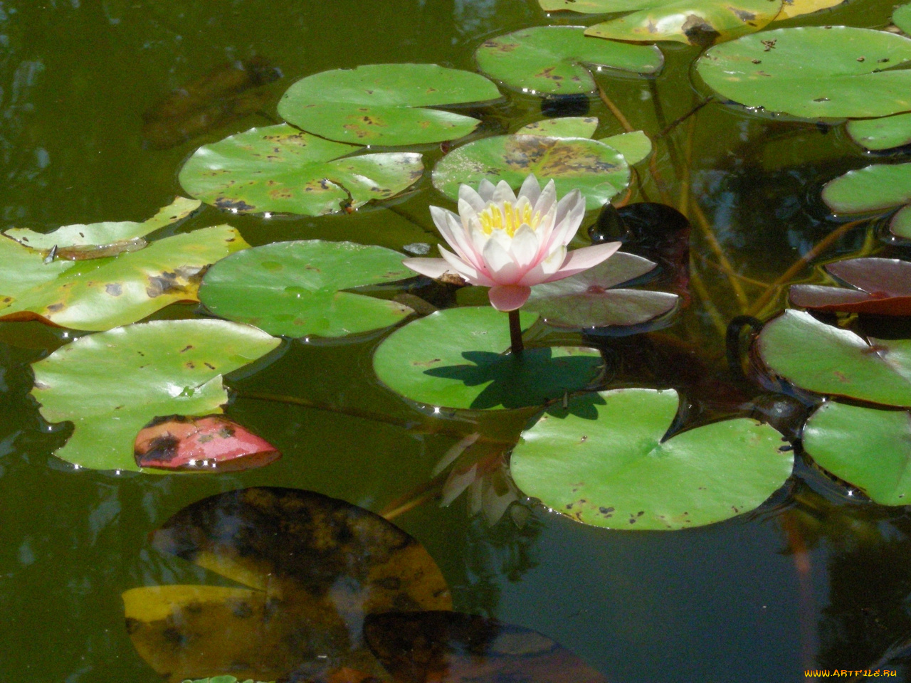 цветы, 14, лилии, водяные, нимфеи, кувшинки