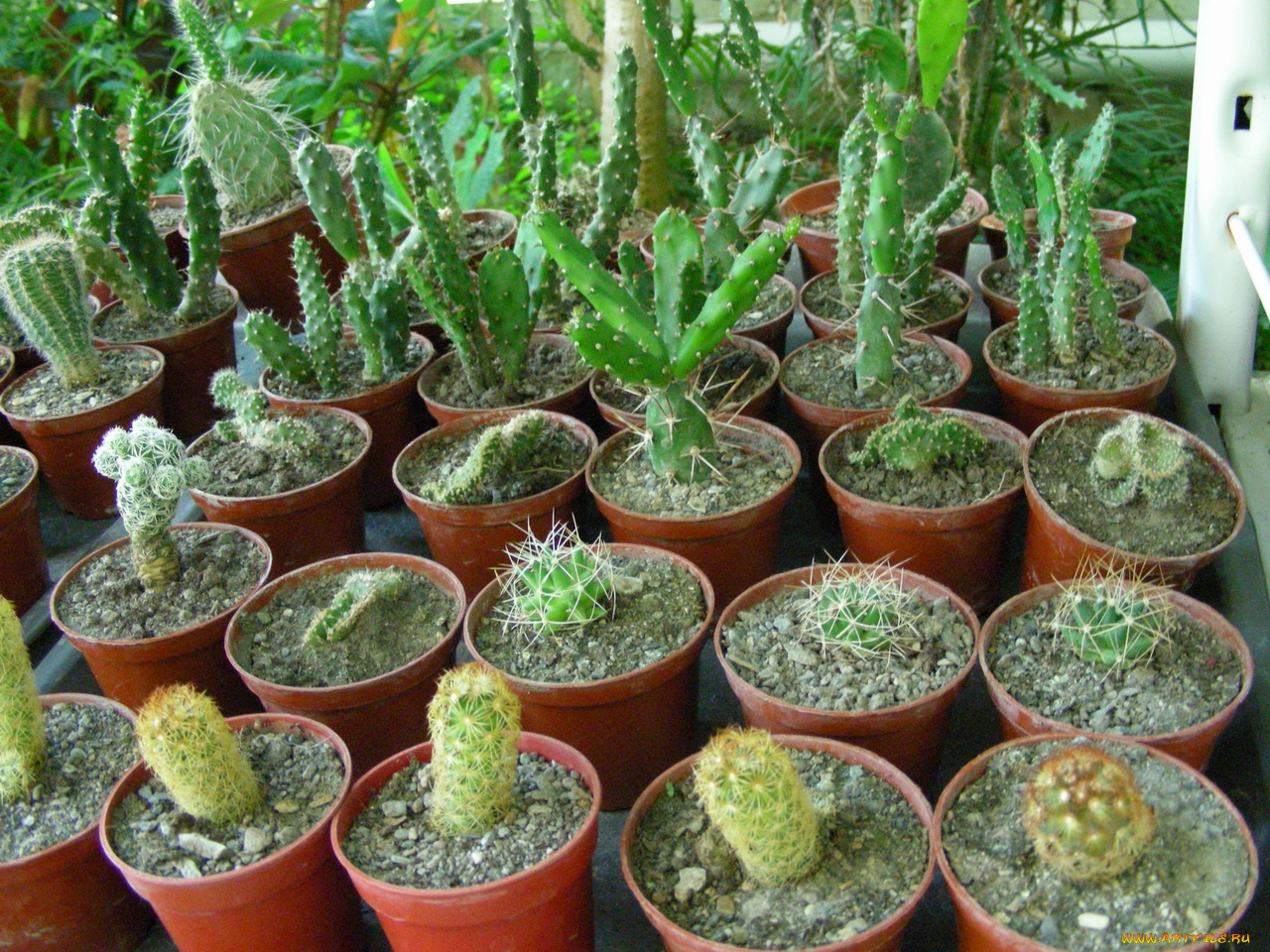 цветы, кактусы