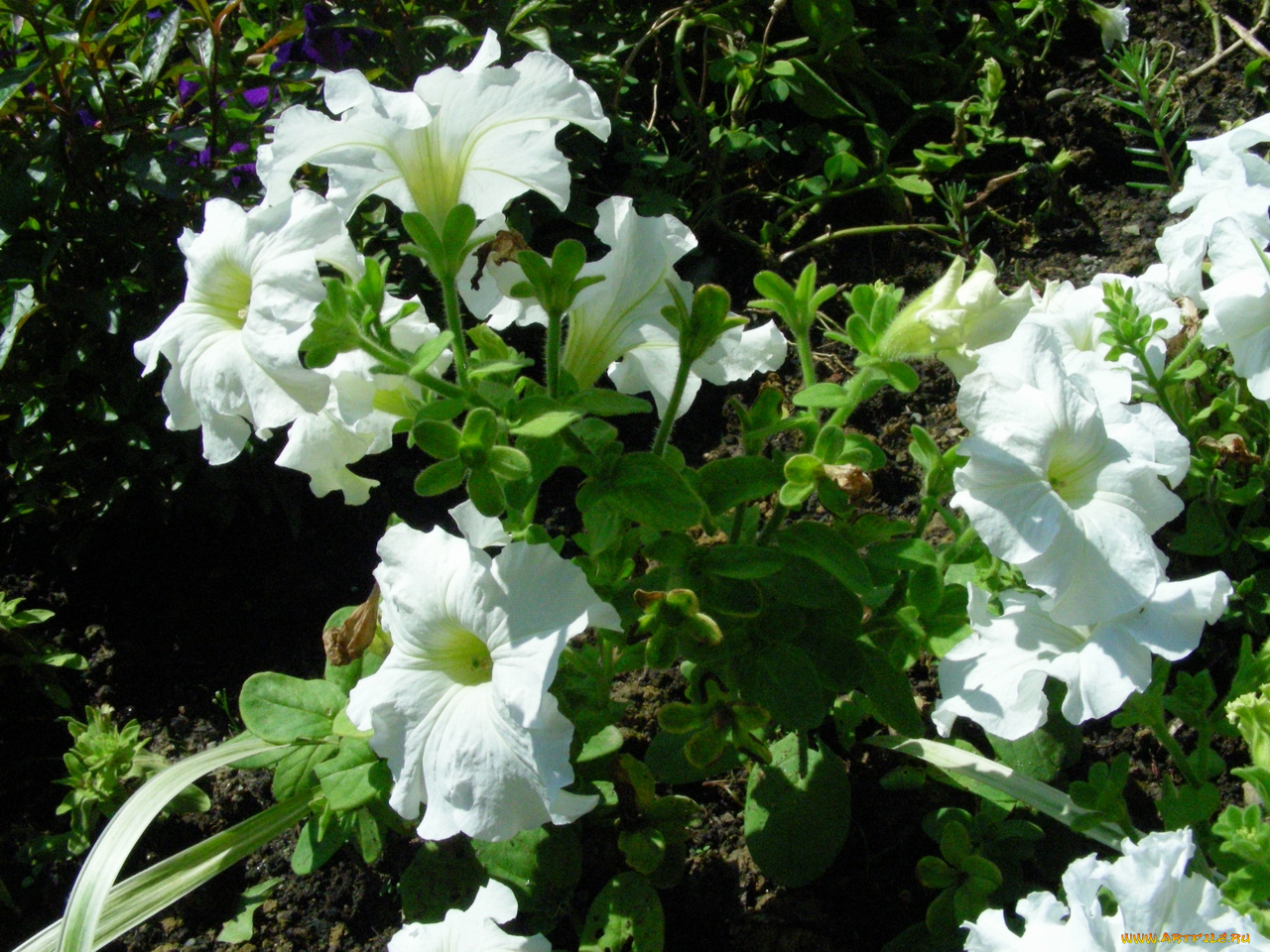 цветы, петунии, калибрахоа