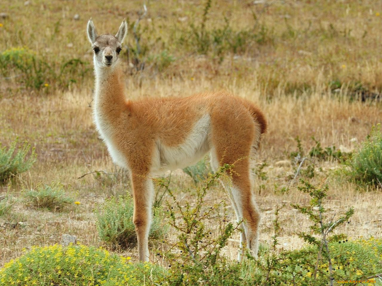 животные, ламы