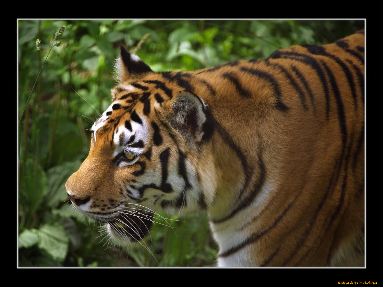 животные, тигры