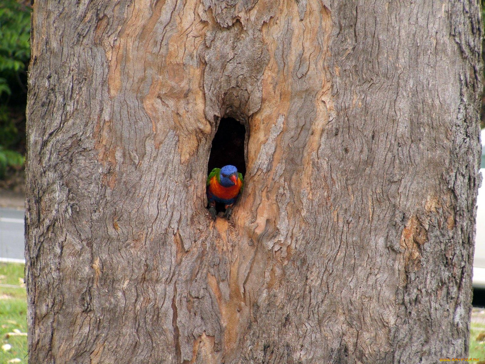 животные, попугаи