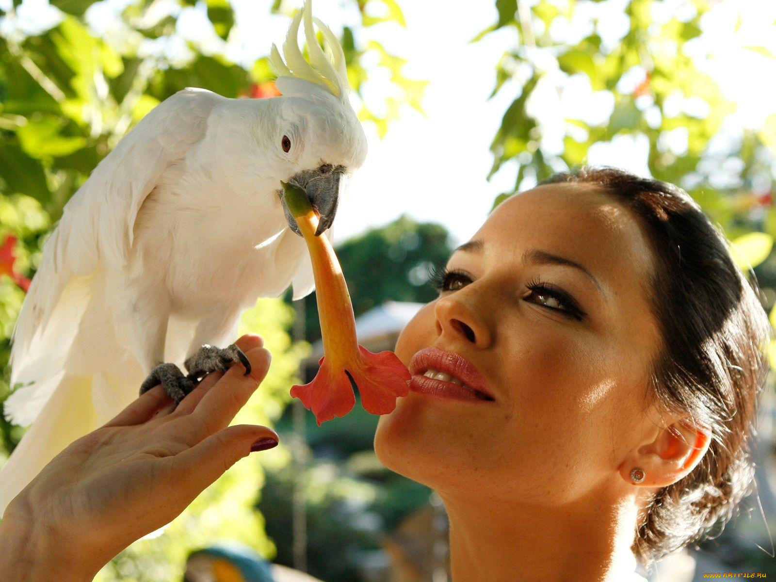 животные, попугаи