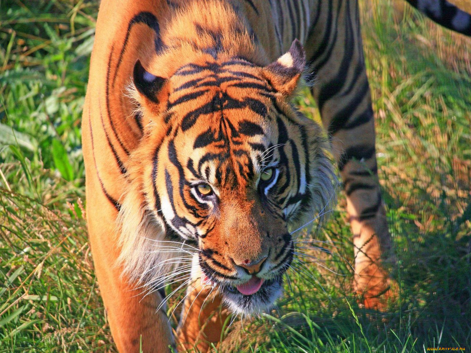 животные, тигры