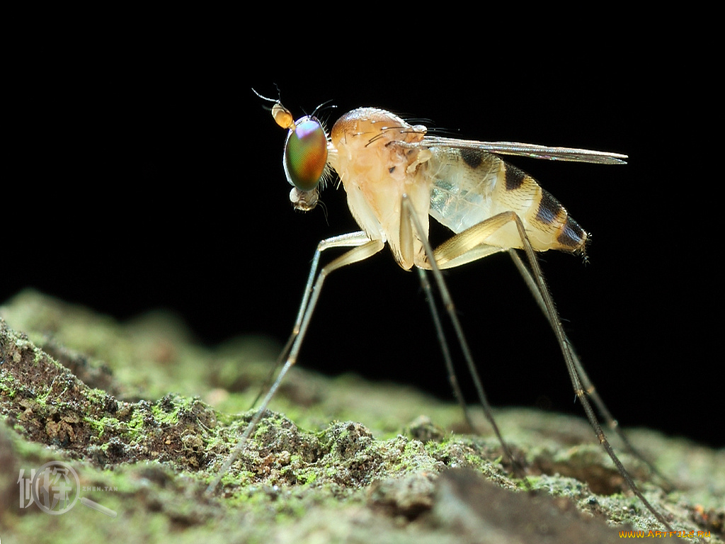 животные, насекомые