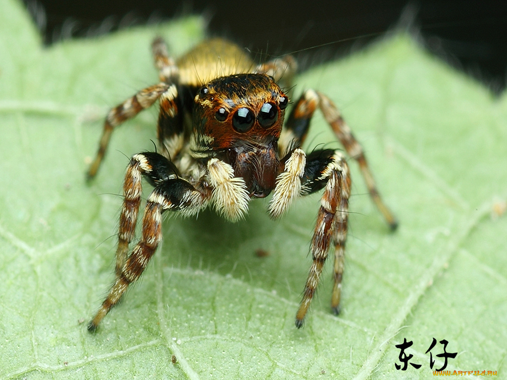 животные, пауки