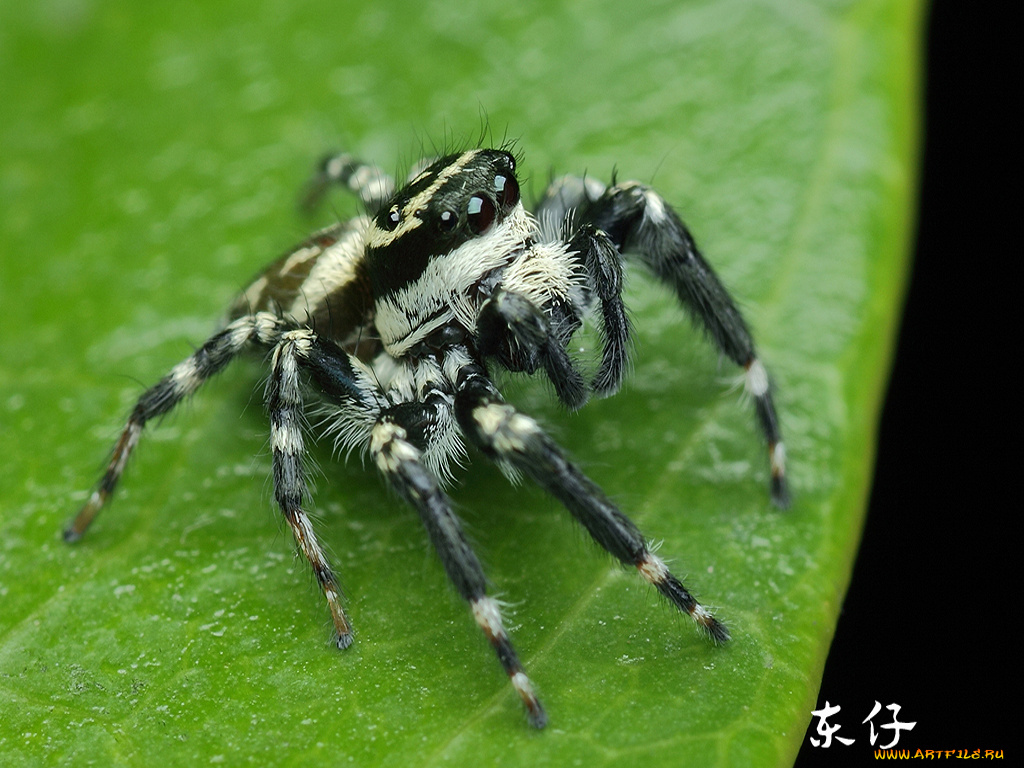 животные, пауки