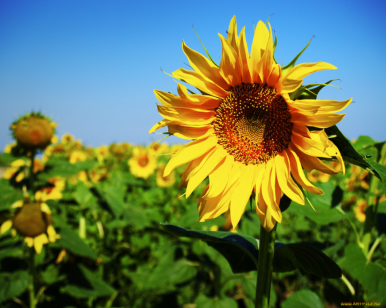 цветы, подсолнухи