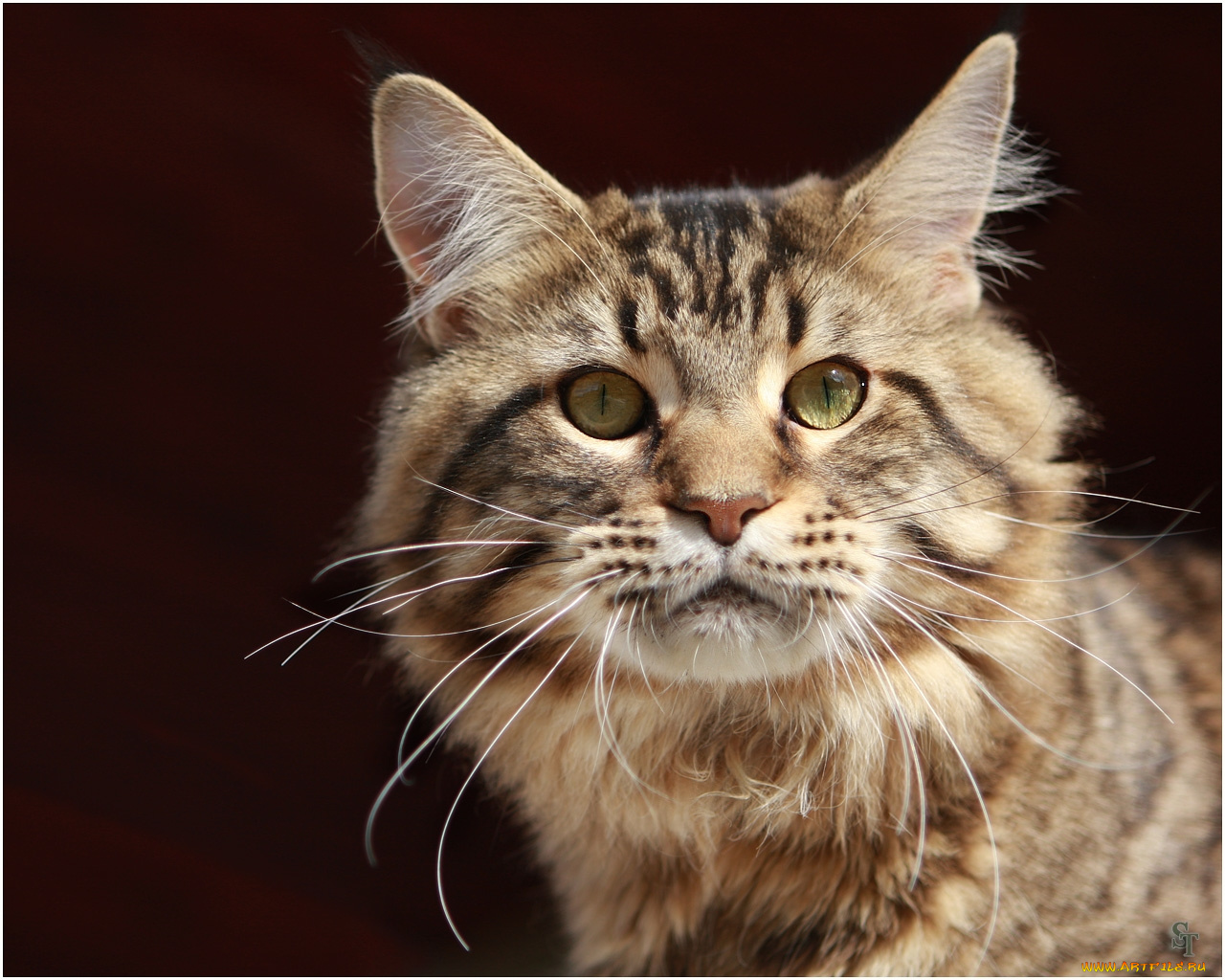 животные, коты