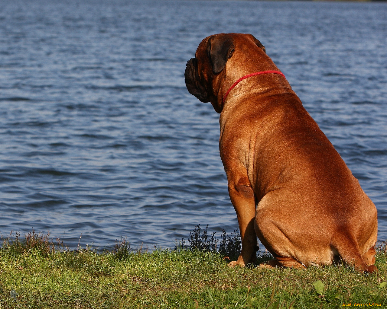 животные, собаки