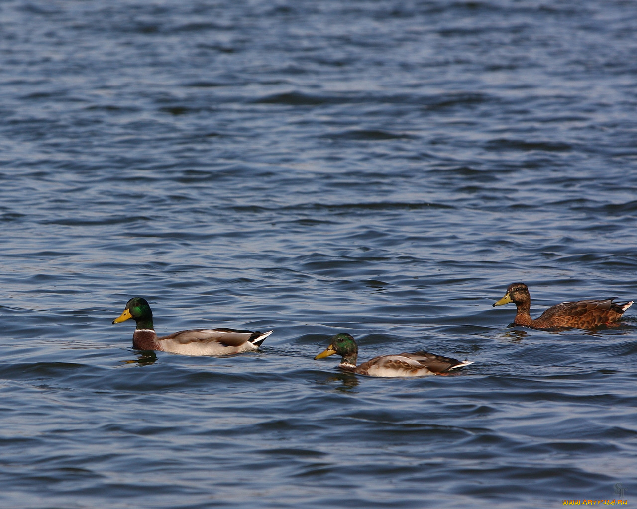 животные, утки
