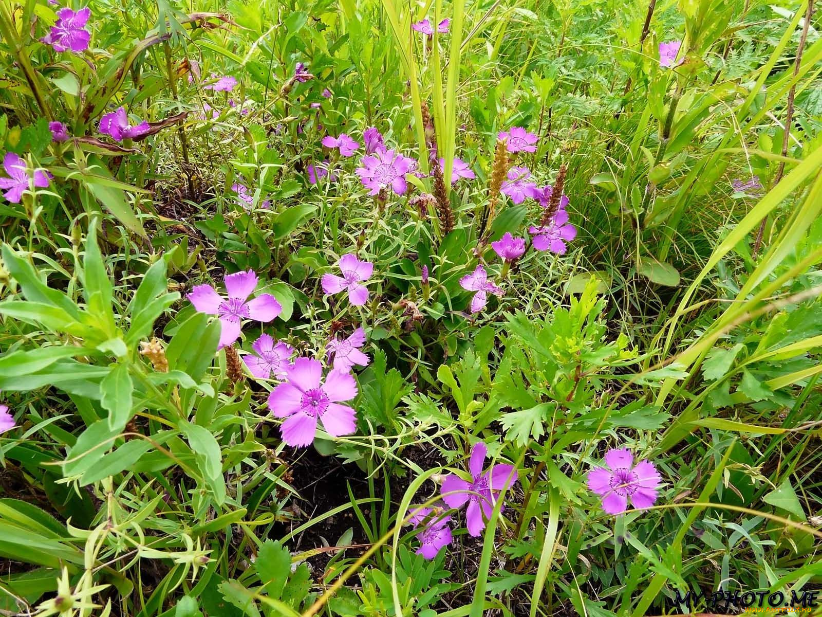 автор, виктор, алеветдинов, цветы, гвоздики