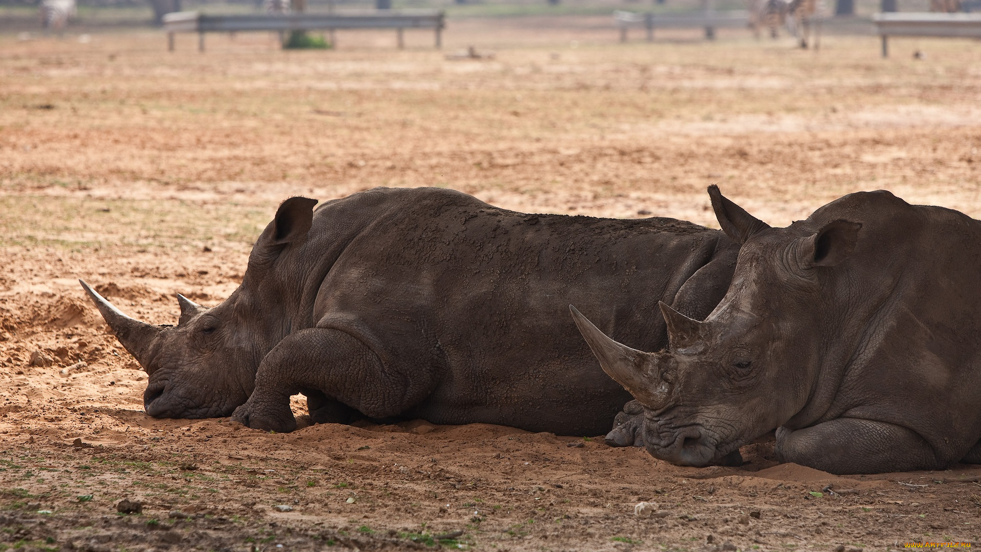 автор, сергей, доля, животные, носороги