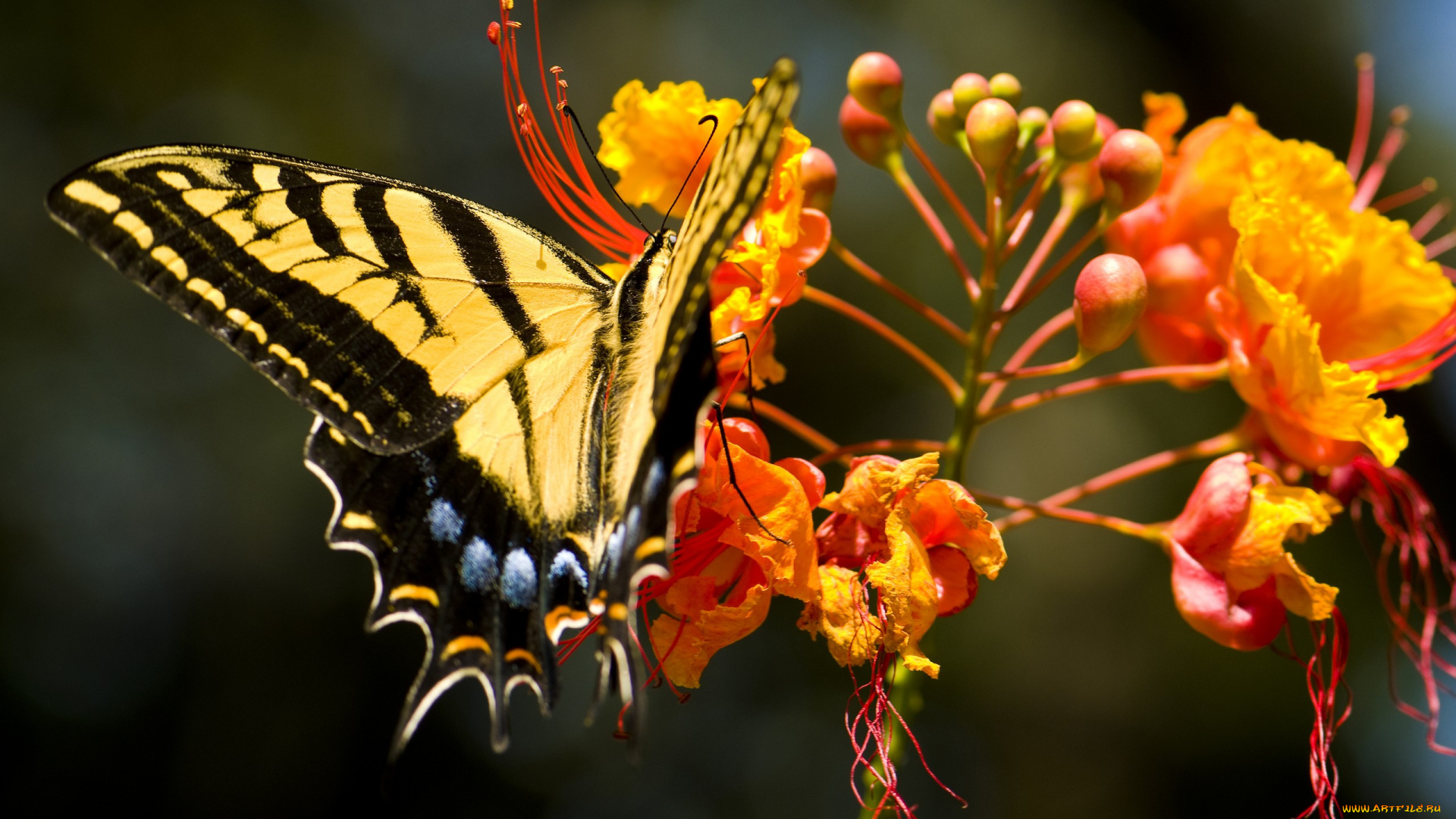 животные, бабочки