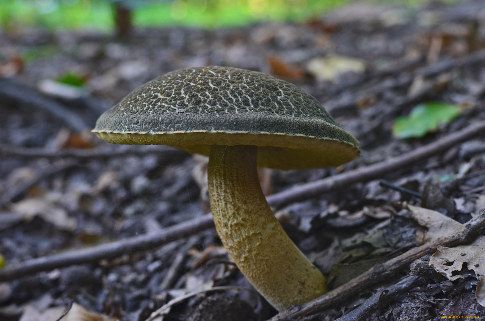 природа, грибы, лето, лес