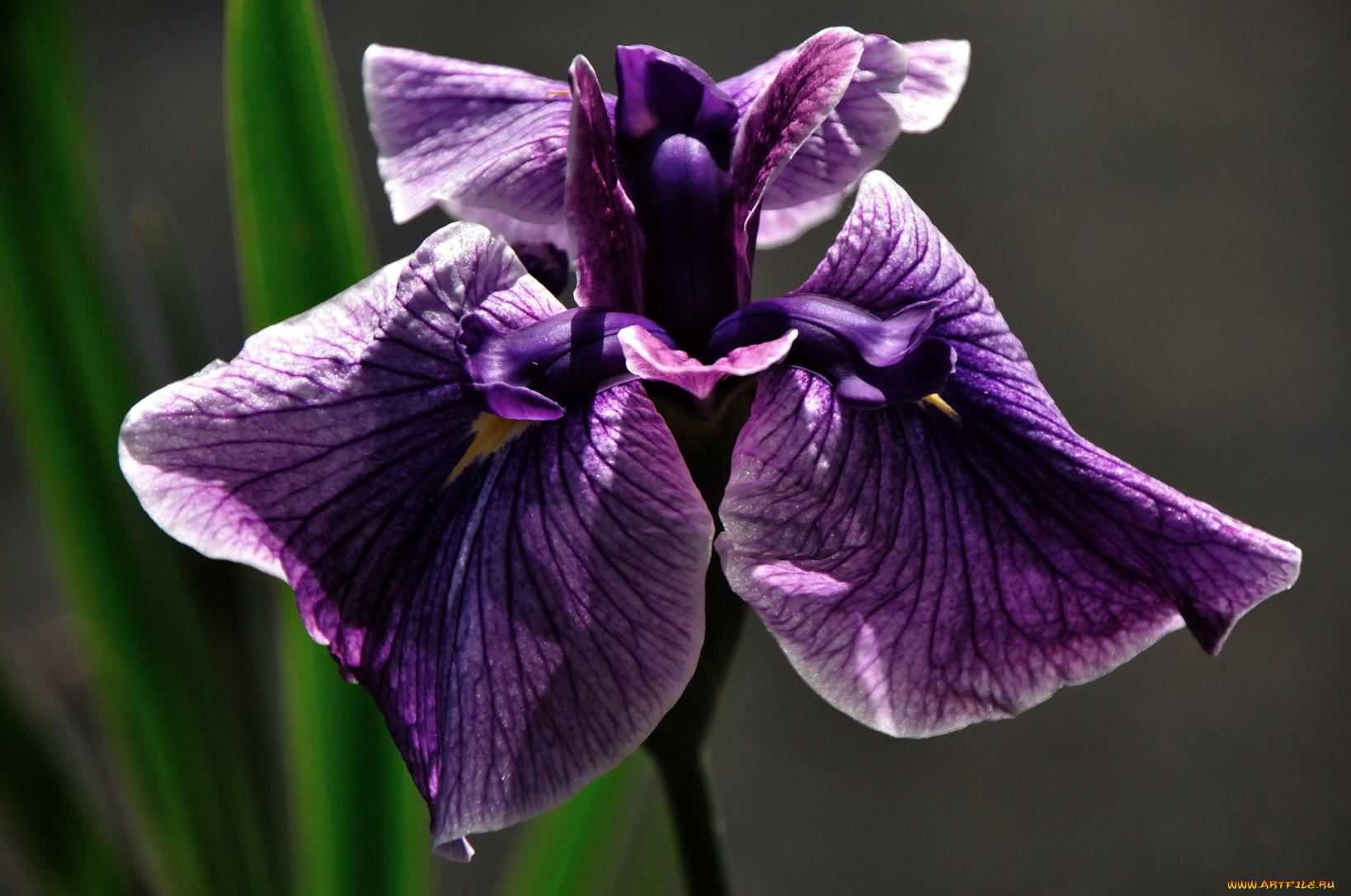 цветы, ирисы, сиреневый, тёмный