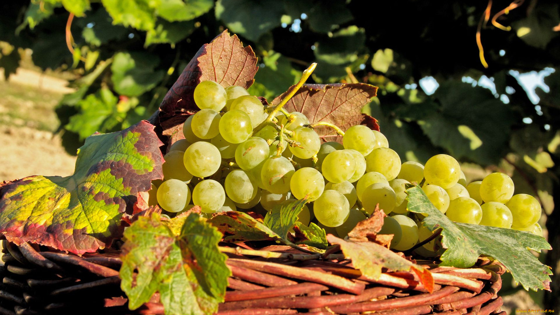 еда, виноград, корзина, урожай, гроздья