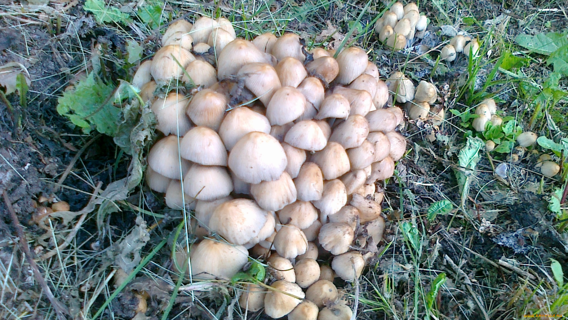 поганки, природа, грибы