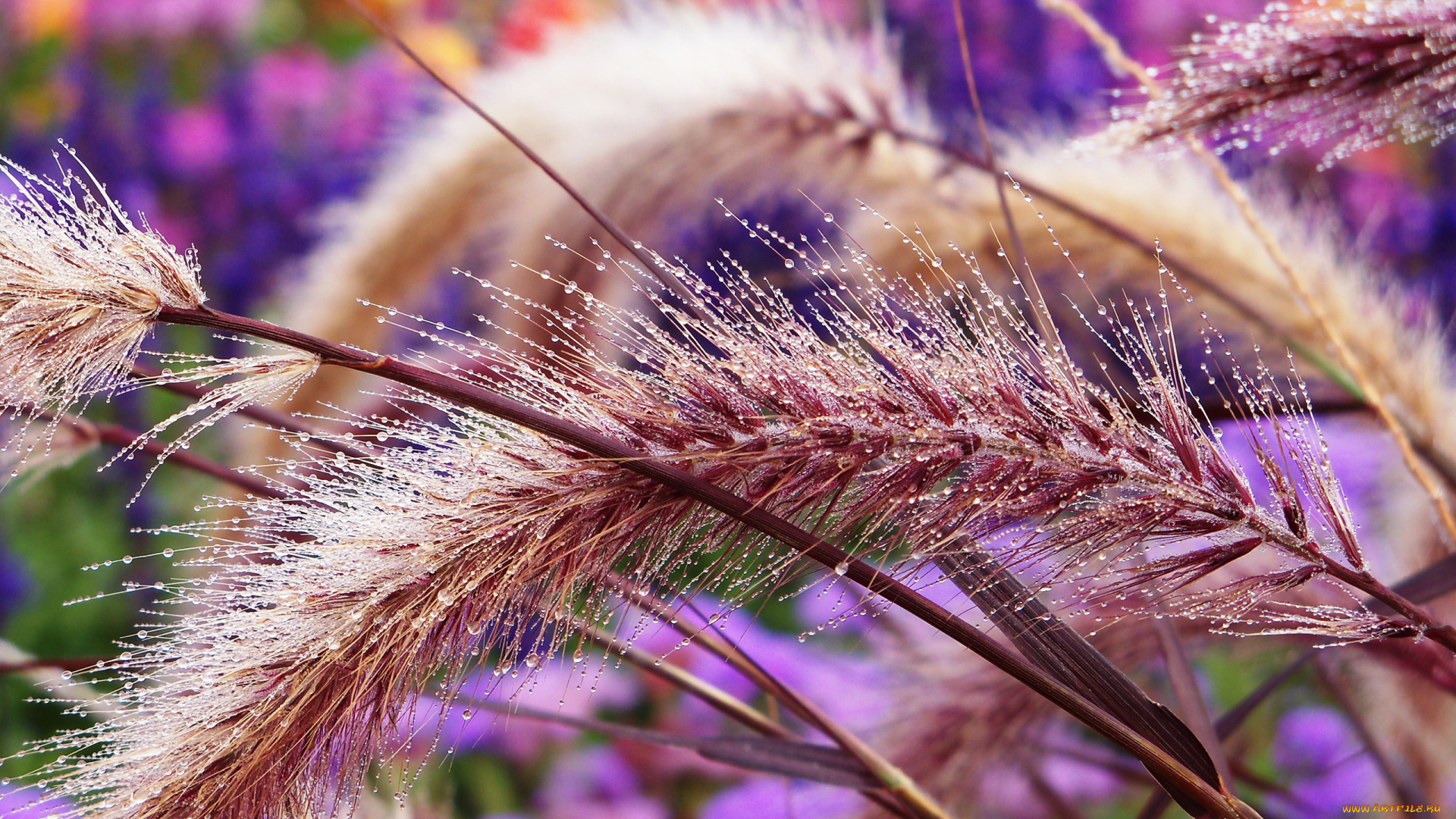 природа, макро, роса