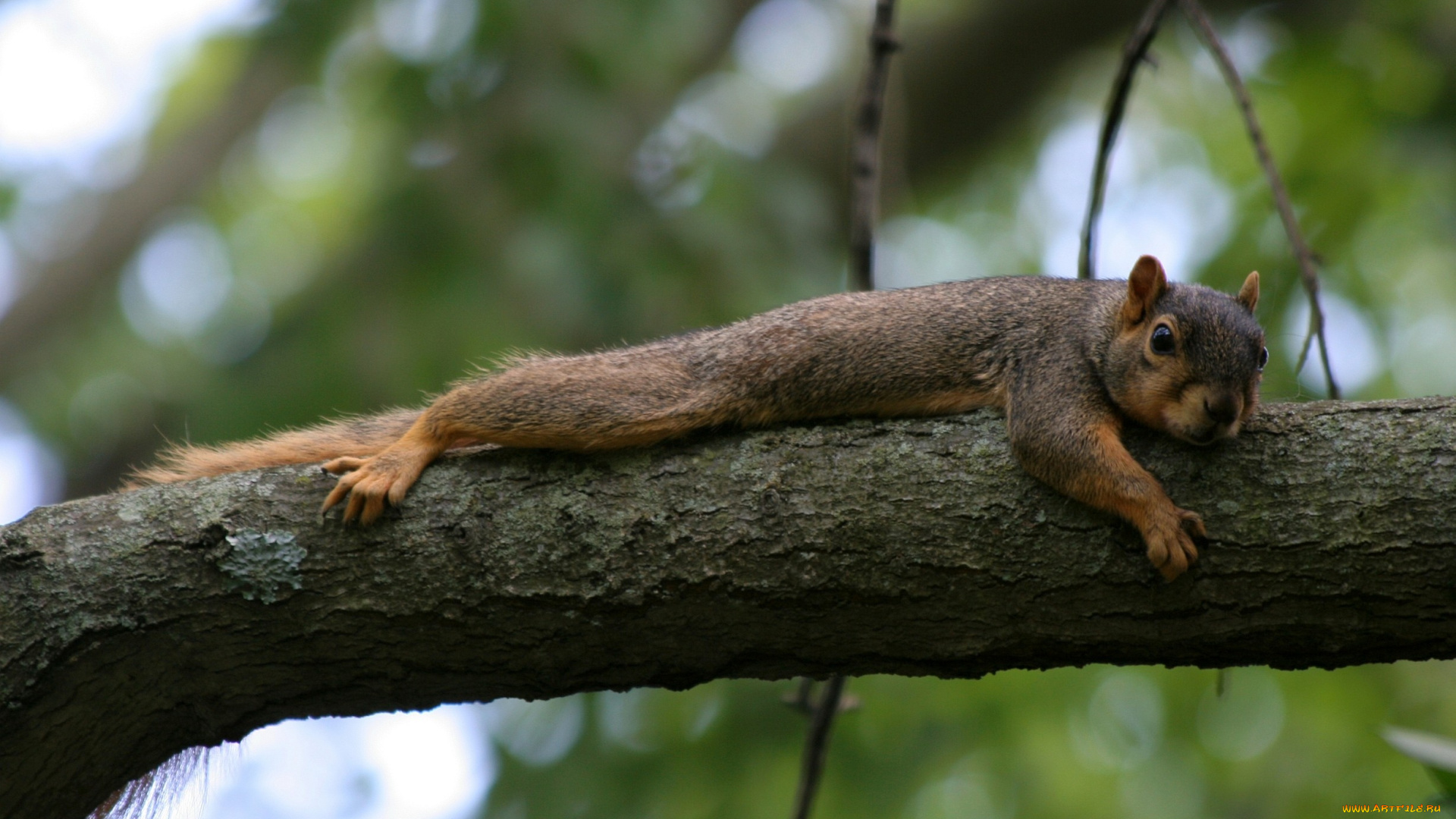 животные, белки, ветка, взгляд, отдых