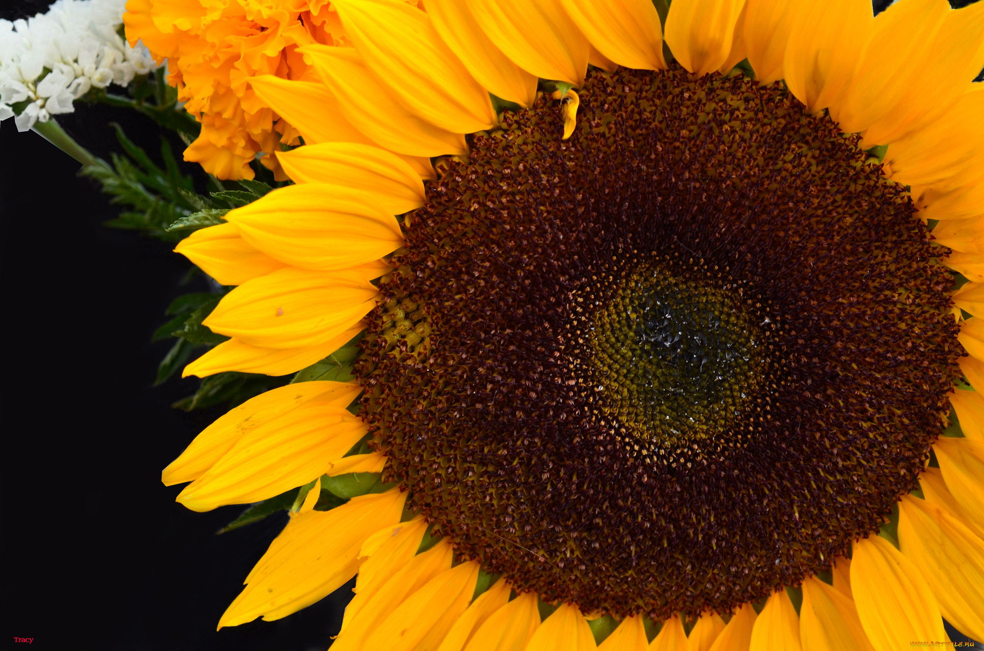 цветы, подсолнухи, лепестки