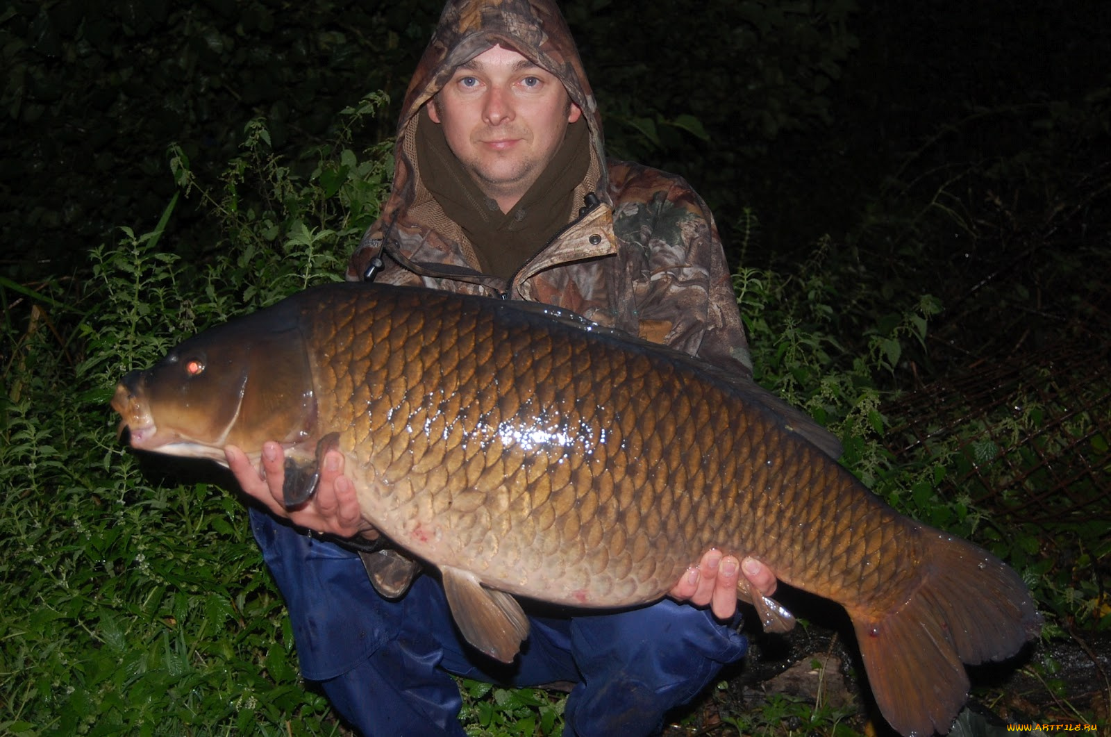 животные, рыбы, рыба, улов