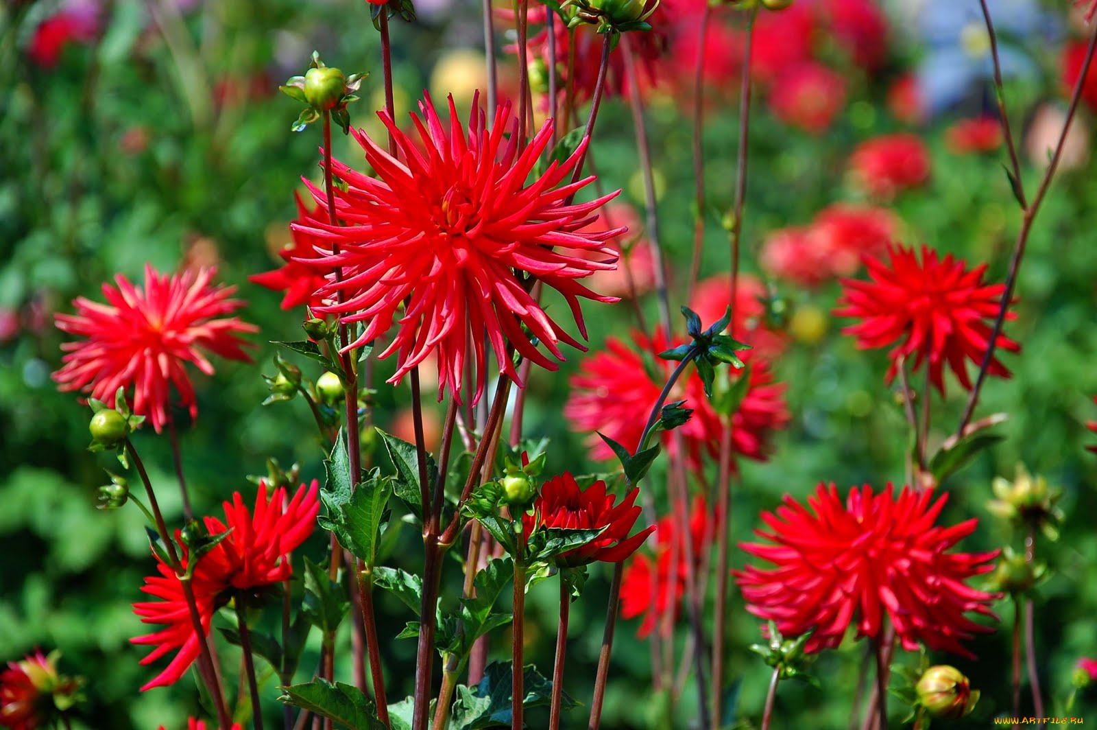 цветы, георгины