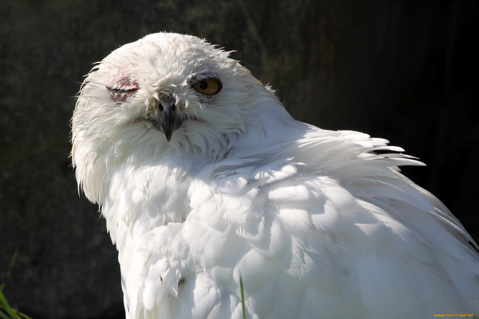 животные, совы, сова