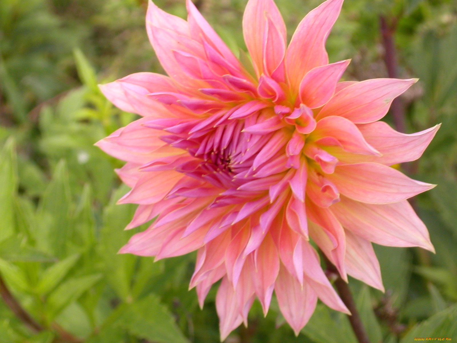 цветы, георгины