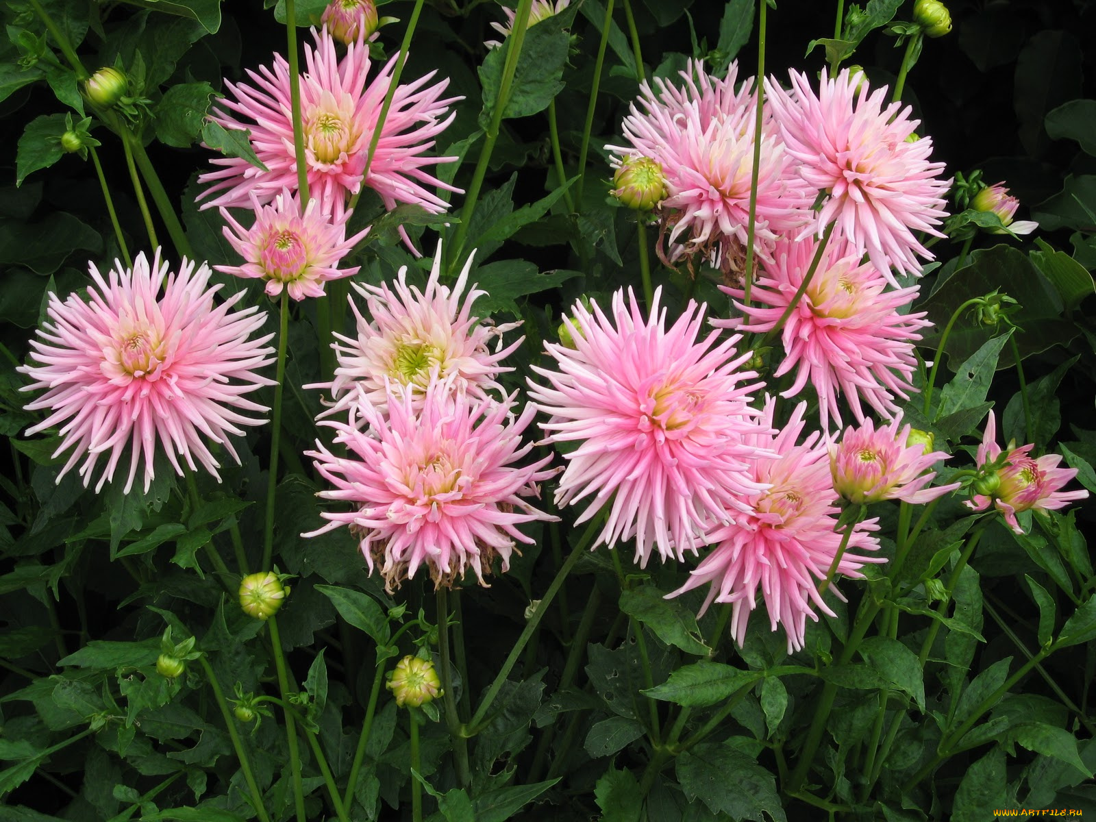 цветы, георгины