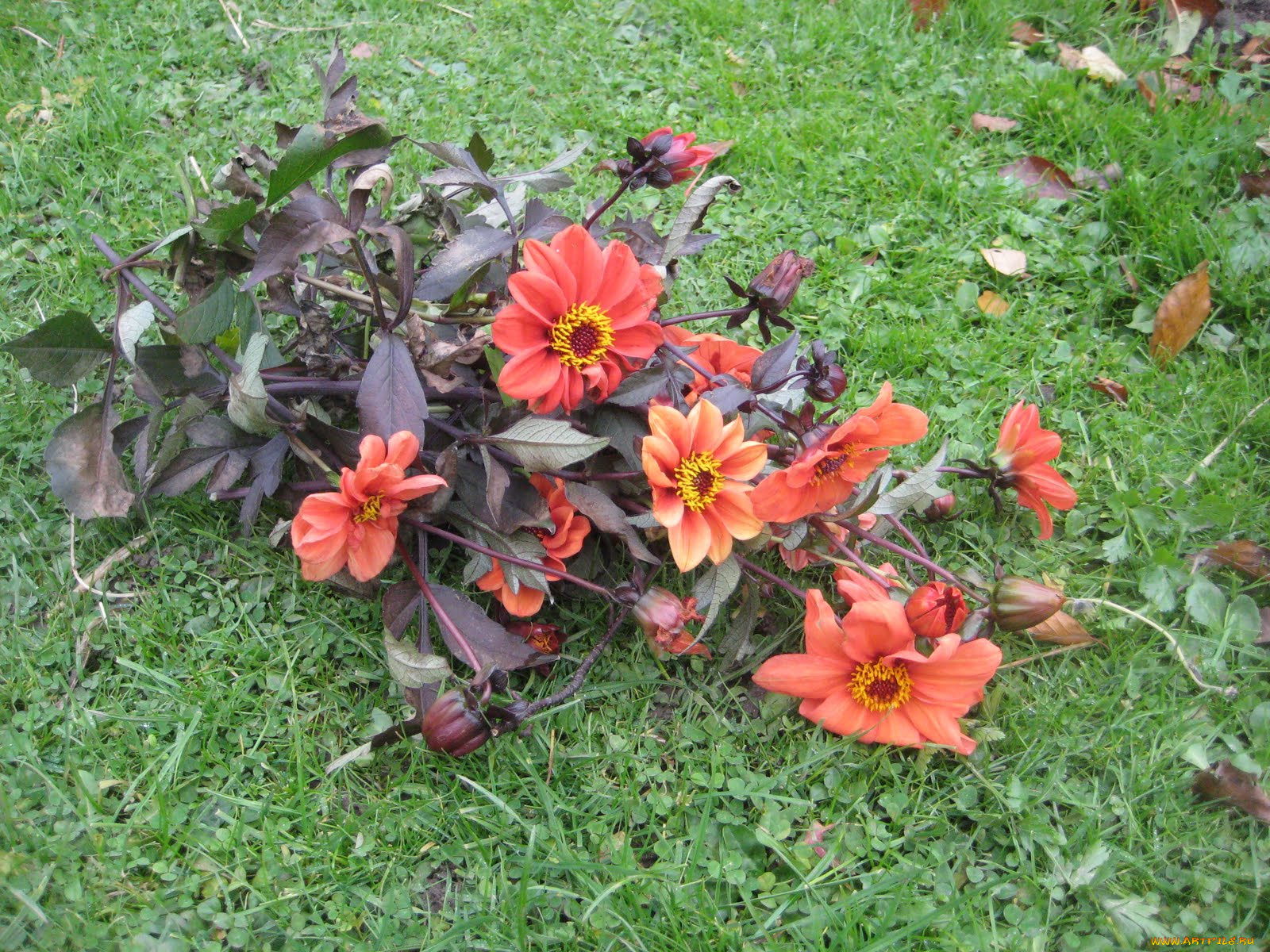 цветы, георгины, трава