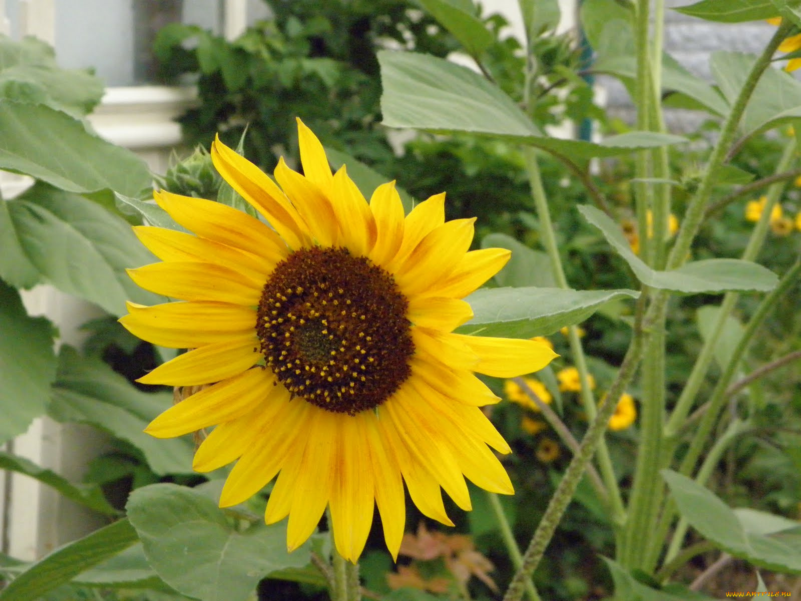 цветы, подсолнухи, подсолнух