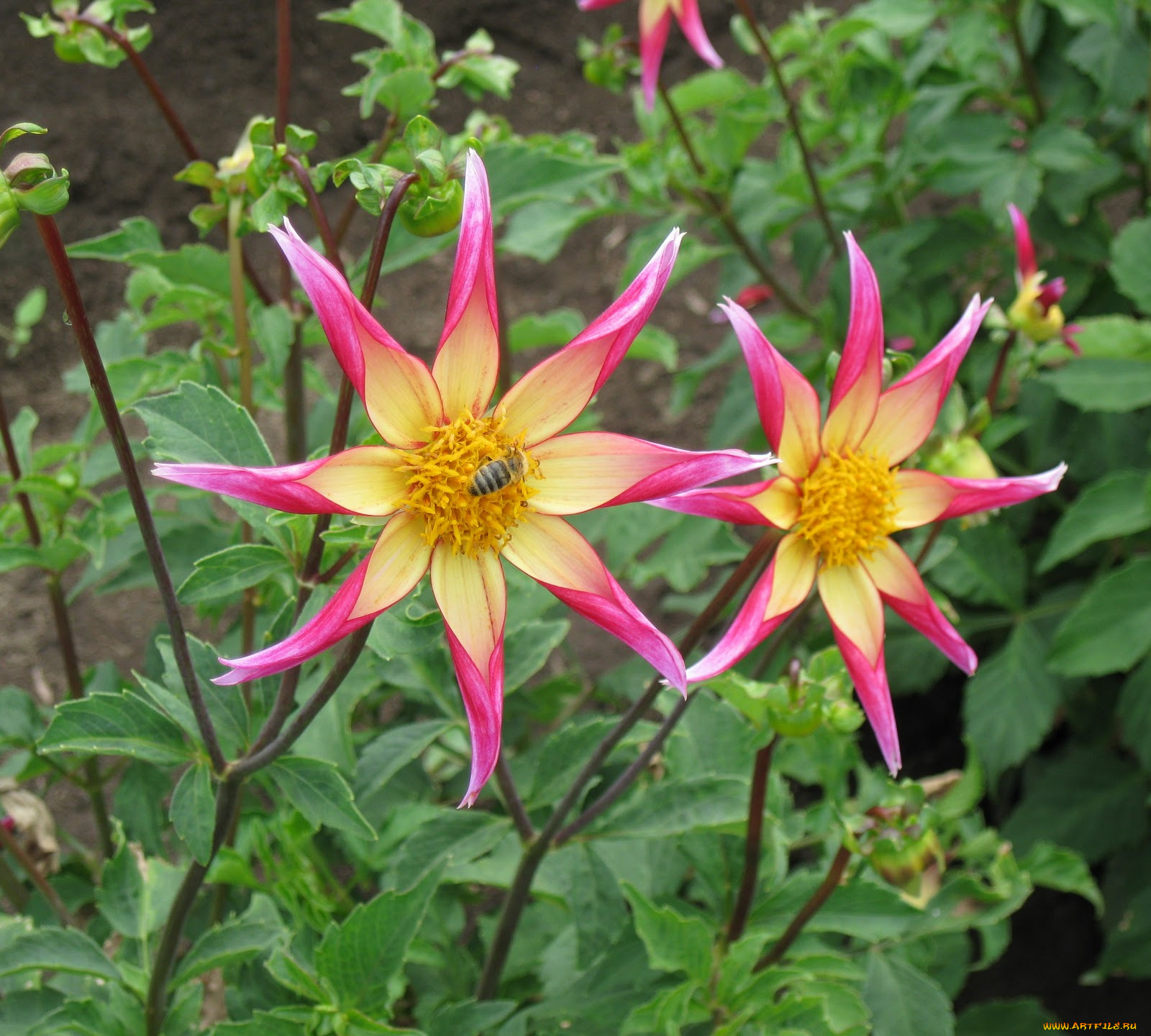 цветы, георгины, лепестки