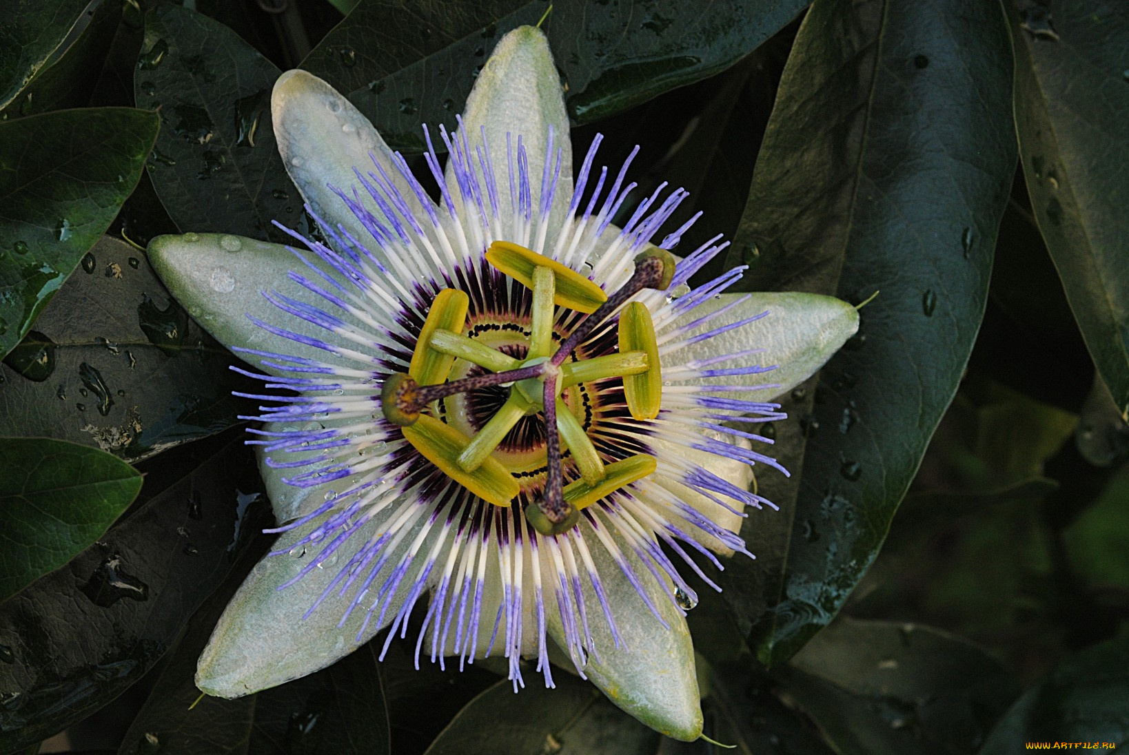 цветы, пассифлора, бутон