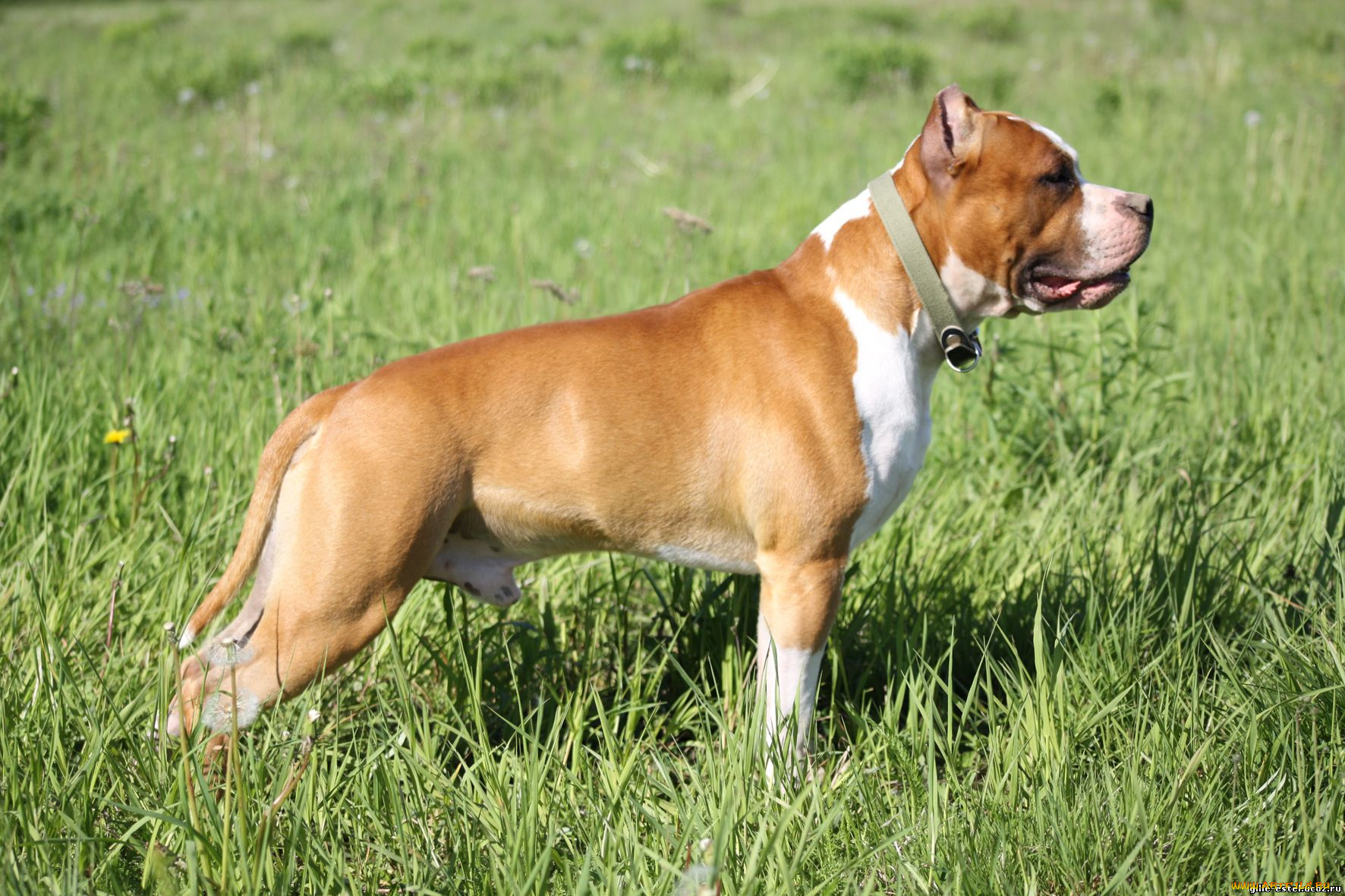 животные, собаки, собака