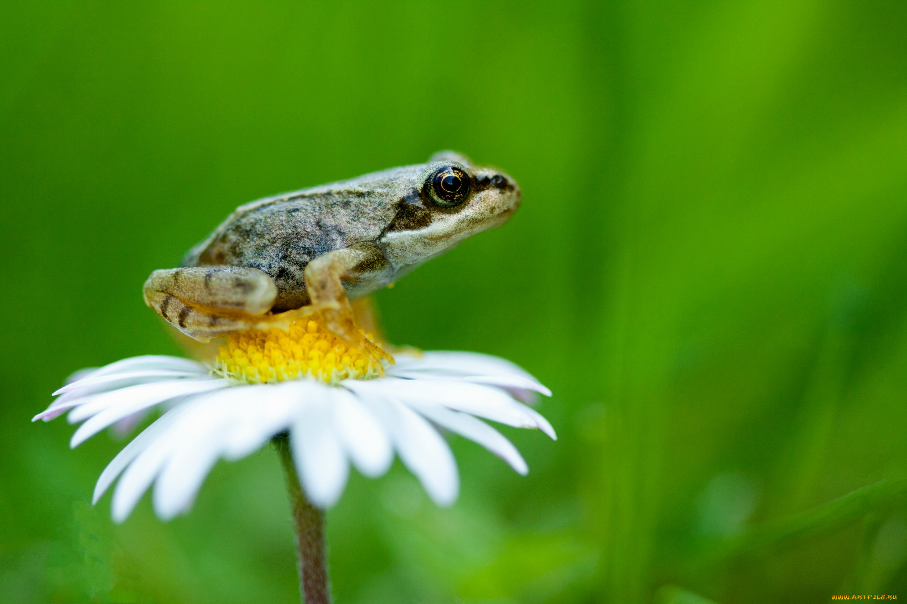 животные, лягушки, кроха, ромашка