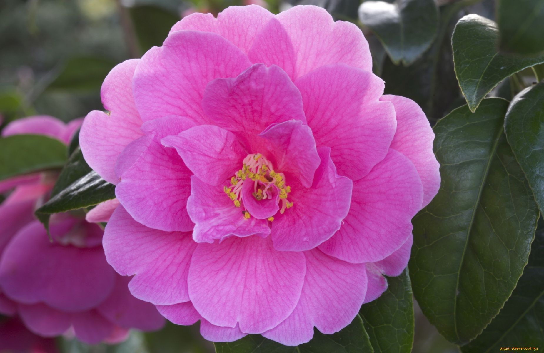 цветы, камелии, розовый, яркий