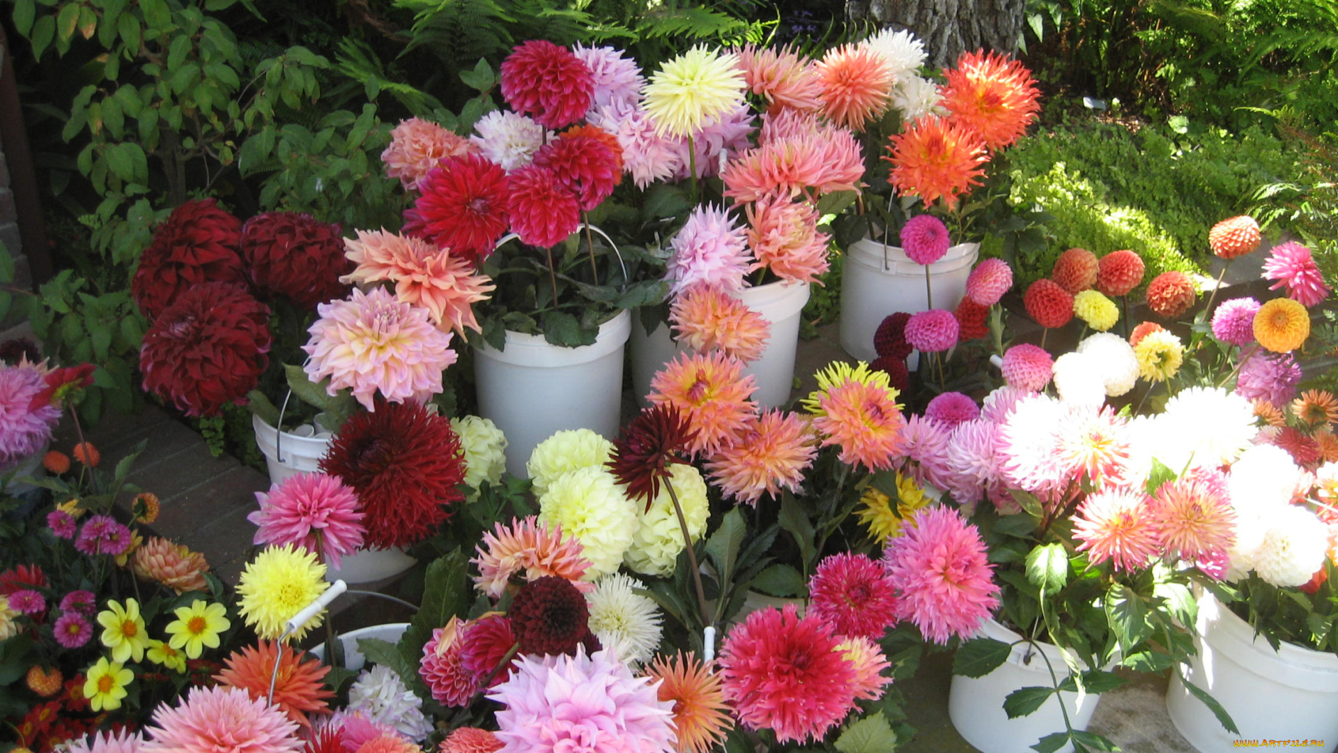 цветы, георгины