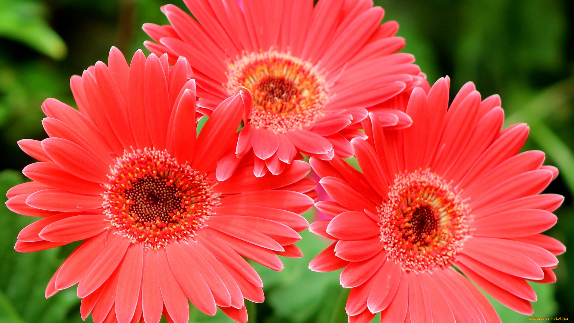 цветы, герберы, красный, трио
