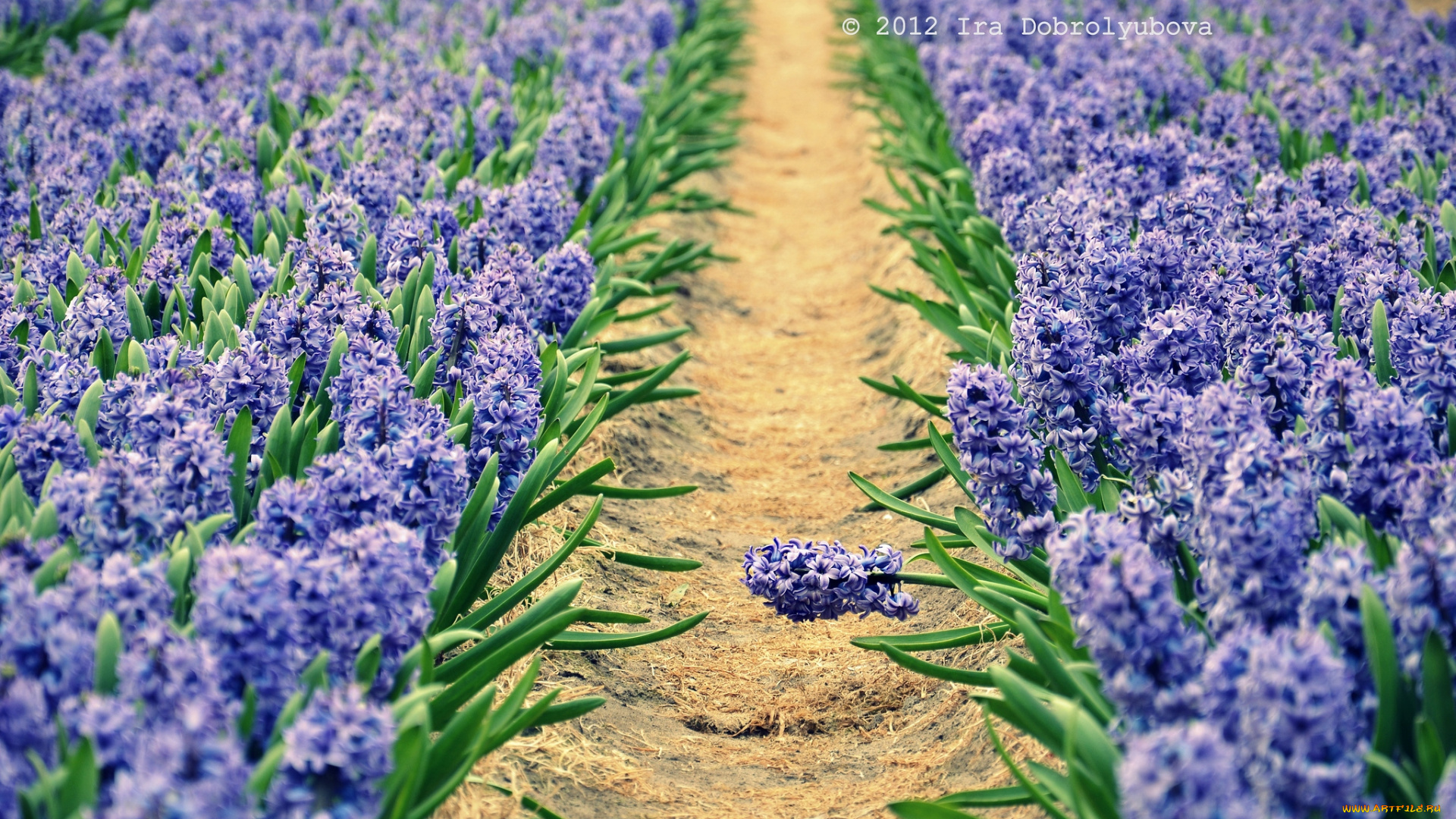 цветы, гиацинты, голубой, тропинка